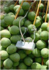 FI-SM Sensor de Crecimiento de Frutas de Tamaño Pequeño