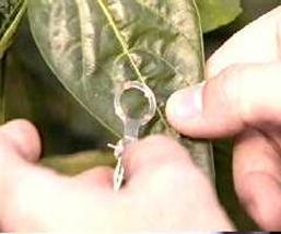 Sensor de temperatura de la hoja Lt-2M
